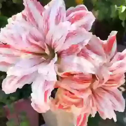 Dancing Queen